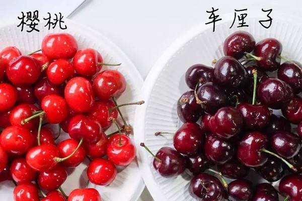 拉车厘子想走绿通?交通部:不能免费!